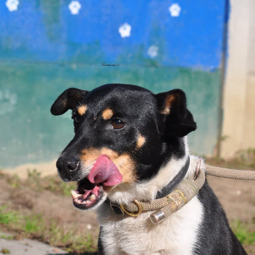 Psy ze schroniska do adopcji Codi