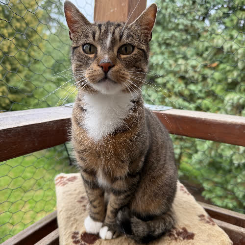 Koty ze schroniska do adopcji Kropka