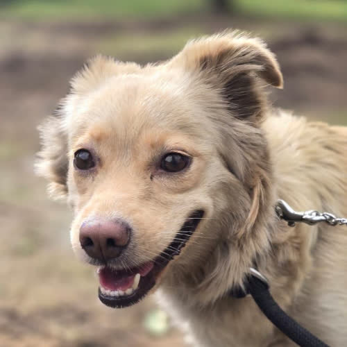 Psy ze schroniska do adopcji Tekla 