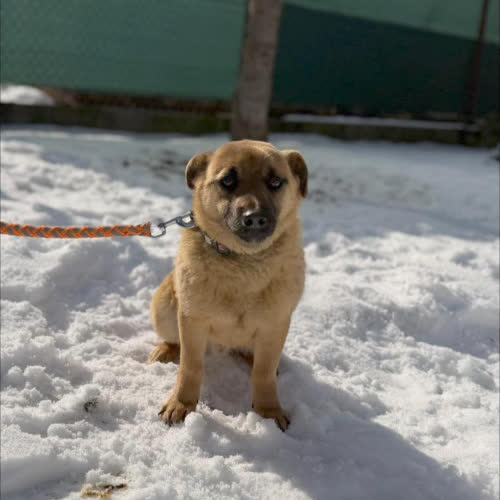 Psy ze schroniska do adopcji Frugo 