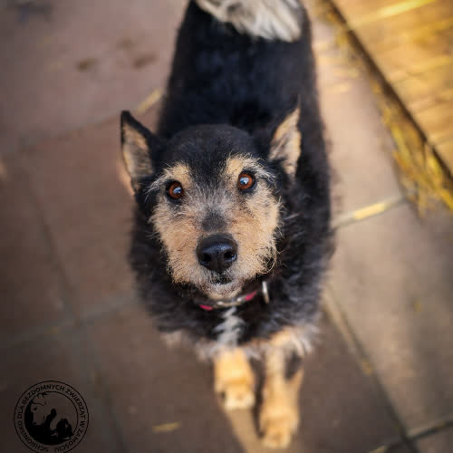 Psy ze schroniska do adopcji Bunia