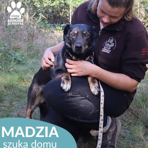 Psy ze schroniska do adopcji Madzia