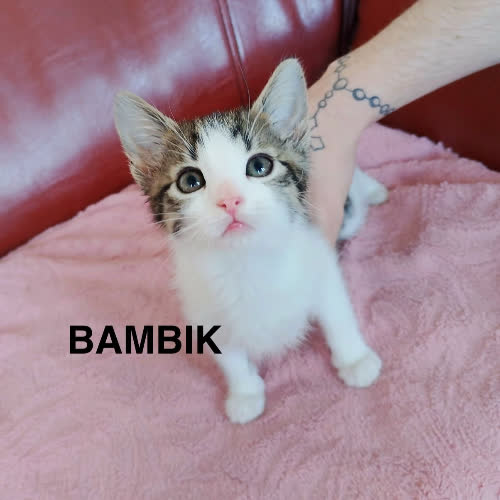 Bambik