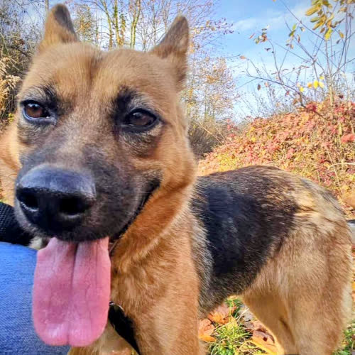 Psy ze schroniska do adopcji Etna