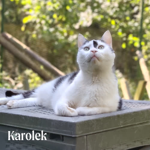 Karol