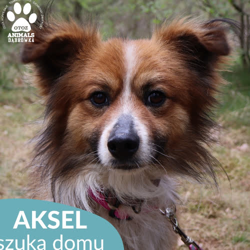 Aksel