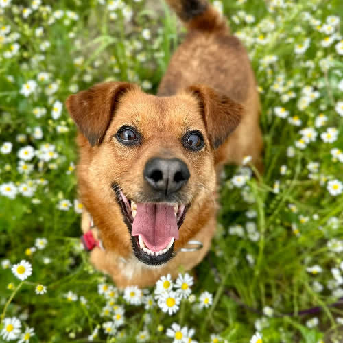 Psy ze schroniska do adopcji Dusia