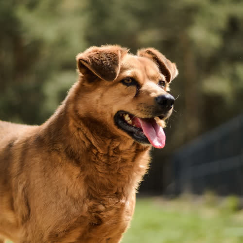Psy ze schroniska do adopcji Tiktak