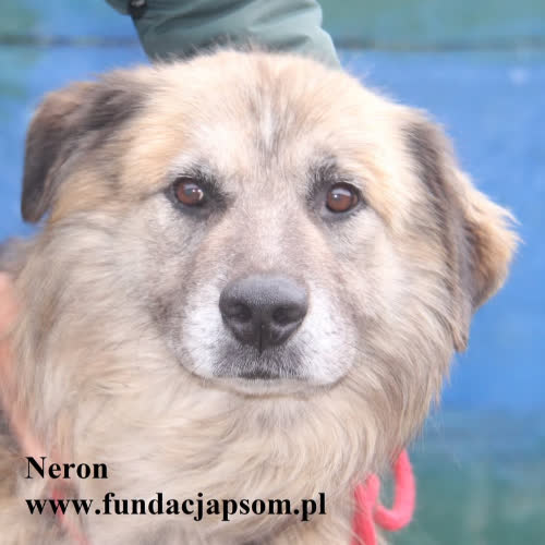 Psy ze schroniska do adopcji Neron