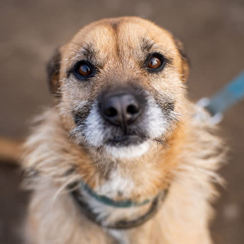 Psy ze schroniska do adopcji Tedi