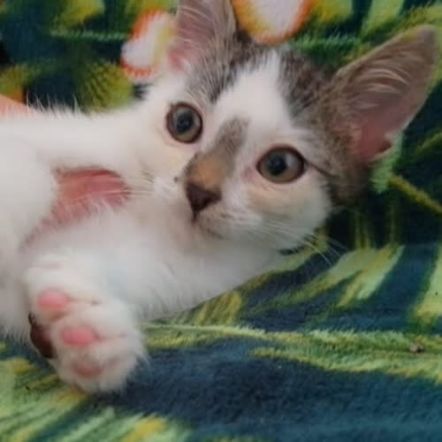 Koty ze schroniska do adopcji Gambit