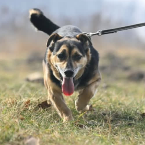 Psy ze schroniska do adopcji Amor