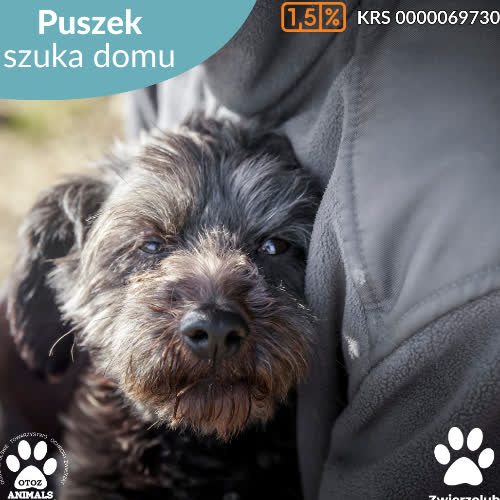 Puszek
