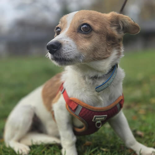 Psy ze schroniska do adopcji Grypa