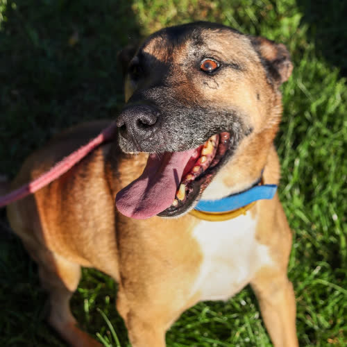 Psy ze schroniska do adopcji Diego mix owczarek belgijski 