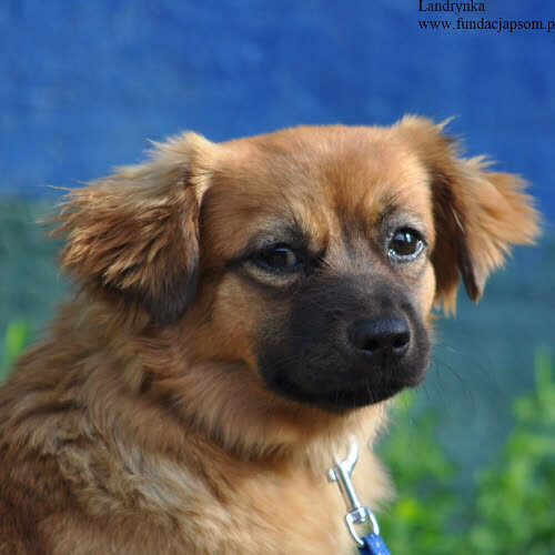 Psy ze schroniska do adopcji Landrynka