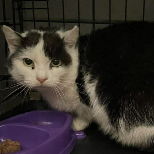 Koty ze schroniska do adopcji B8