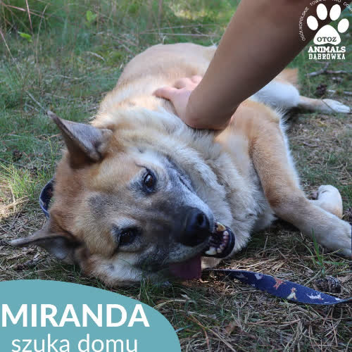 Miranda