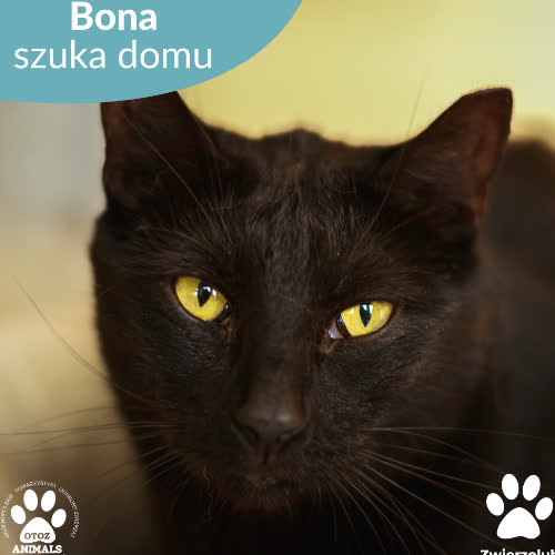 Koty ze schroniska do adopcji Bona