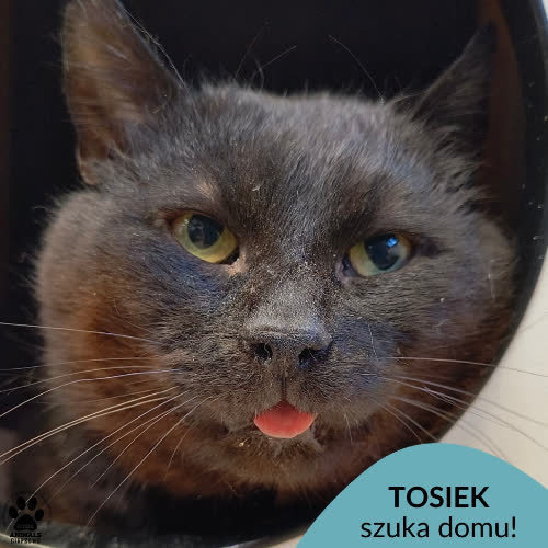 Koty ze schroniska do adopcji Tosiek