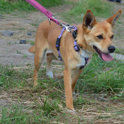 Psy ze schroniska do adopcji ALICJA