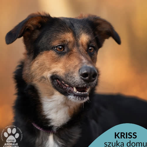 Kriss