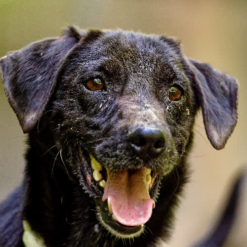 Psy ze schroniska do adopcji Raki