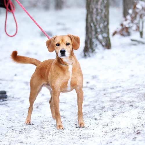 Psy ze schroniska do adopcji John