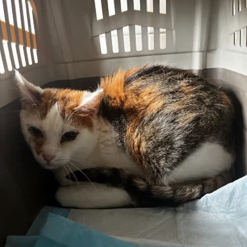 Koty ze schroniska do adopcji Angie