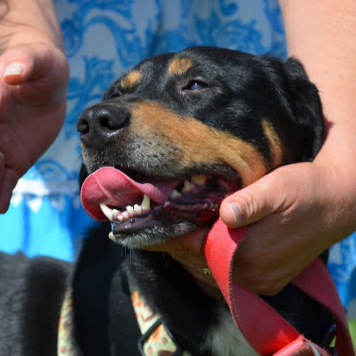 Psy ze schroniska do adopcji ARES
