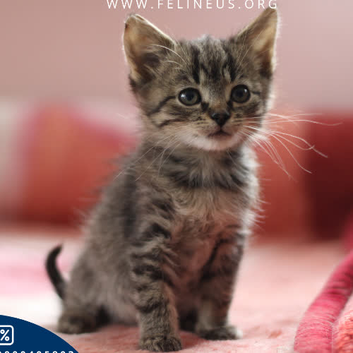 Koty ze schroniska do adopcji Chico