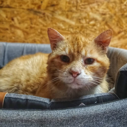 Koty ze schroniska do adopcji Garfield 