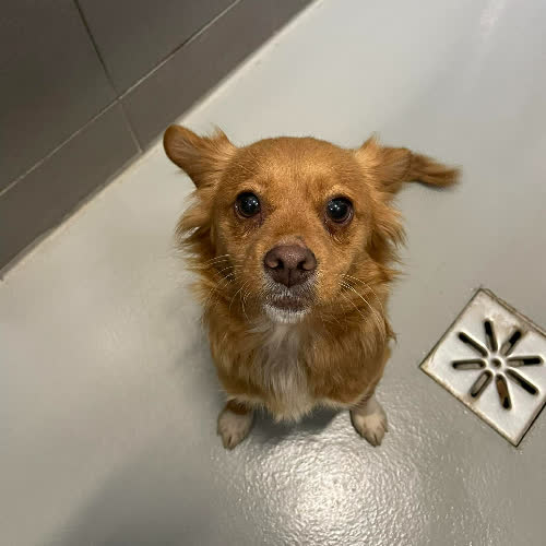 Psy ze schroniska do adopcji Fruzia