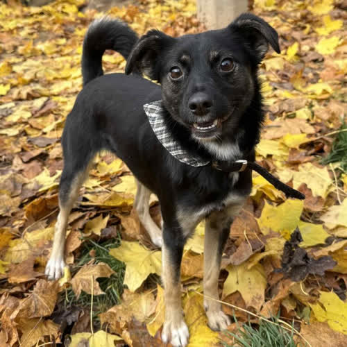 Psy ze schroniska do adopcji Chałka