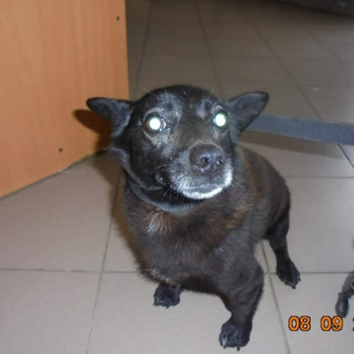 Psy ze schroniska do adopcji Iwo