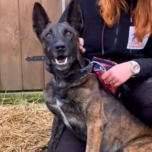 Psy ze schroniska do adopcji Drago