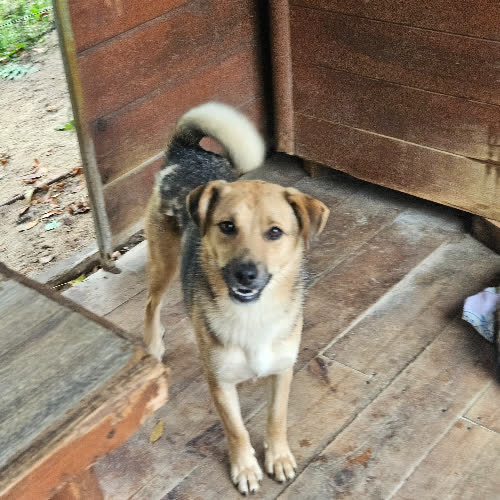 Psy ze schroniska do adopcji Demo