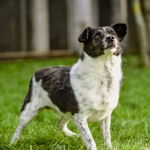 Psy ze schroniska do adopcji Tolek 