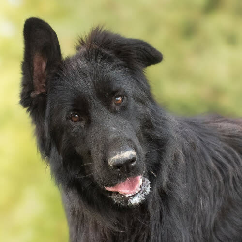 Psy ze schroniska do adopcji Owczareczka  KAYRA