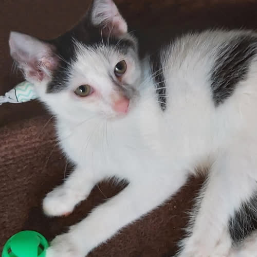 Koty ze schroniska do adopcji Atosik