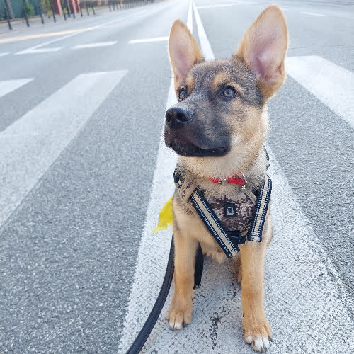 Psy ze schroniska do adopcji Lupo