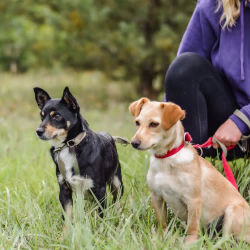 Psy ze schroniska do adopcji Boguś i Linda 