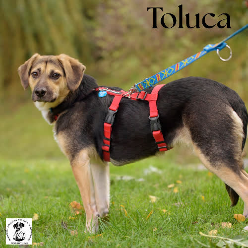 Psy ze schroniska do adopcji Tolouca 