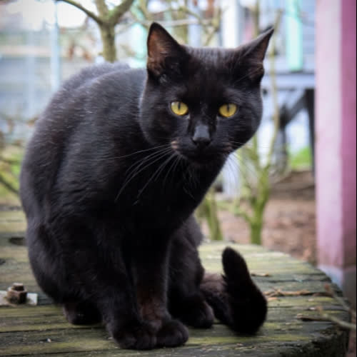 Koty ze schroniska do adopcji Miro