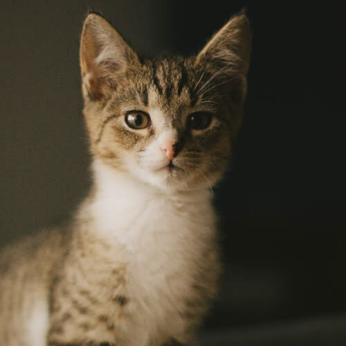 Koty ze schroniska do adopcji Chilli