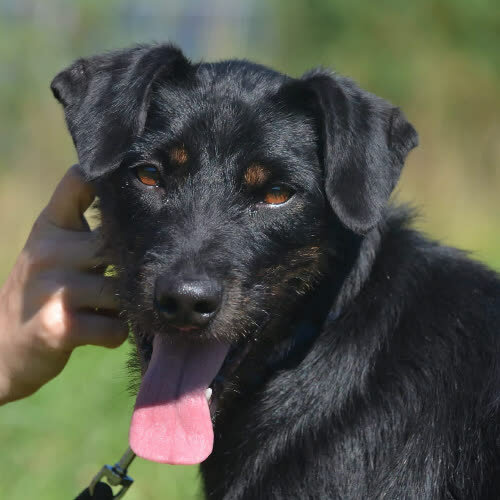 Psy ze schroniska do adopcji Frankie