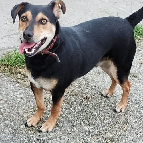 Psy ze schroniska do adopcji Roki