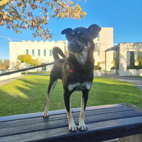 Psy ze schroniska do adopcji Kajtek 