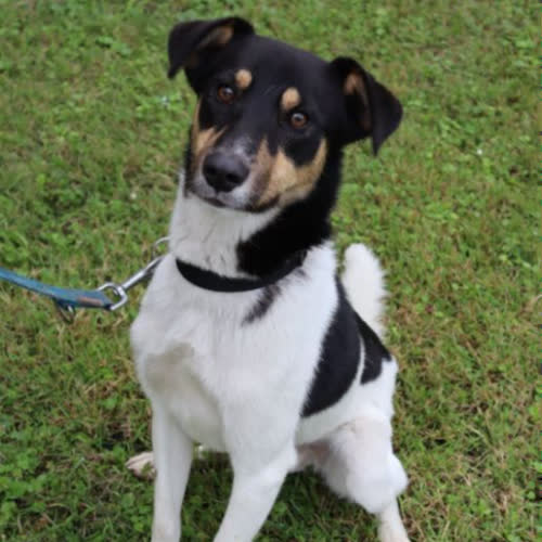 Psy ze schroniska do adopcji Dexter