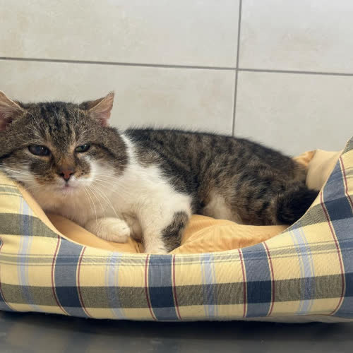 Koty ze schroniska do adopcji Serafin 